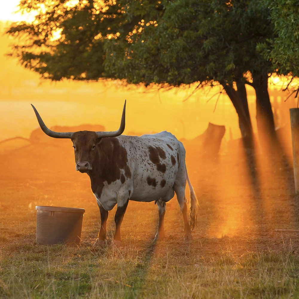 Helical Piers in Dallas–Fort Worth (DFW)